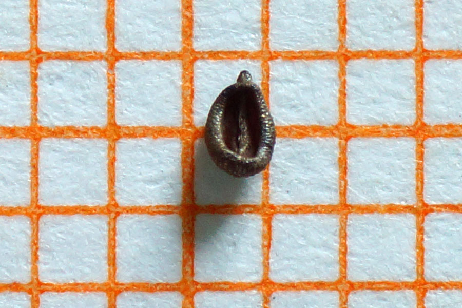 Petrorhagia nanteuilii (e incognita)